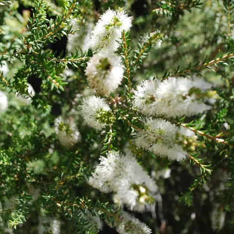 Rottnest Island Tea Tree Blooming.
