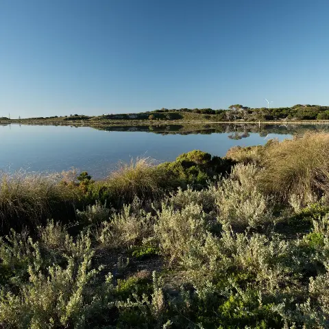 Flora next to a lake on Wadjemup.